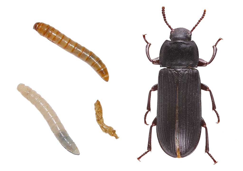 Tenebrio_molitor_larvae-removebg-preview.jpg